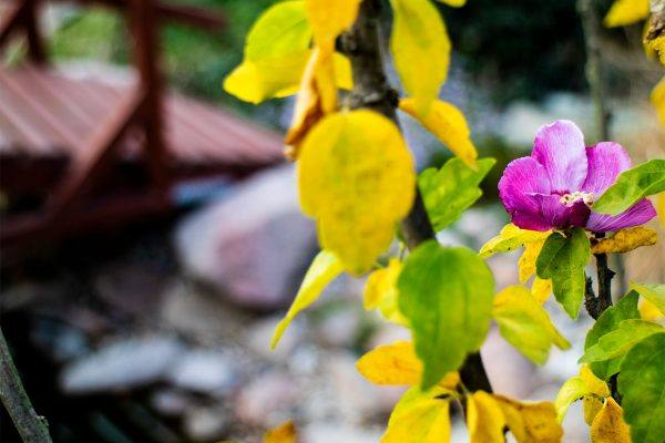 ogrod_img_7